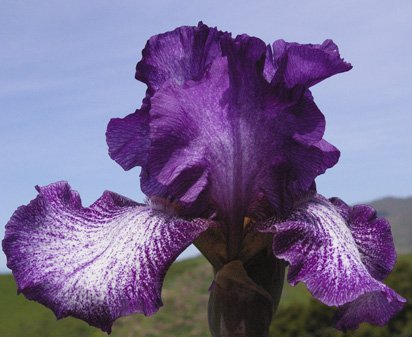Spatterpaint - reblooming tall bearded Iris