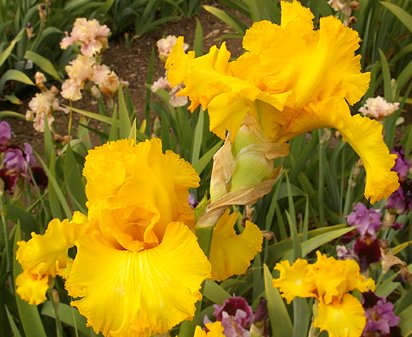 Speculator - reblooming tall bearded Iris