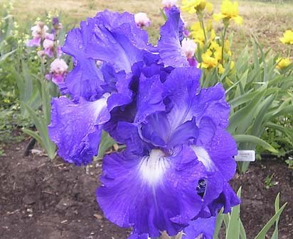 Speed Limit - fragrant reblooming tall bearded Iris