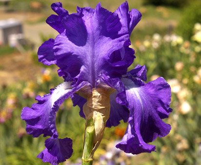 Speeding Again - fragrant reblooming tall bearded Iris