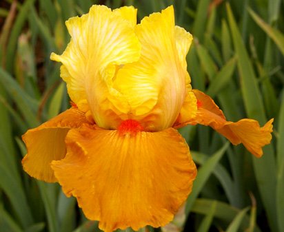 Spiced Custard - reblooming tall bearded Iris