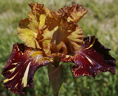 Spiced Tiger - fragrant reblooming tall bearded Iris