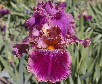 Spin-Off - tall bearded Iris