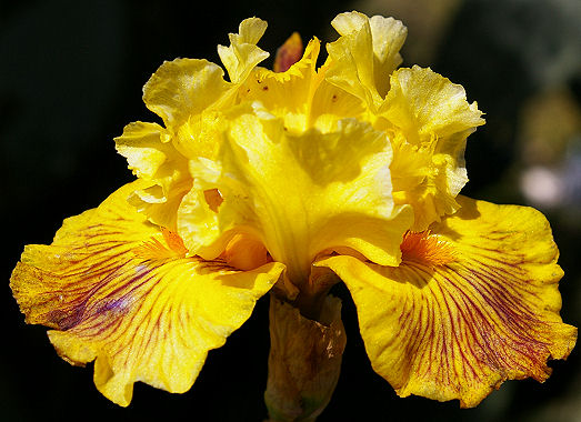 Spiral Galaxy - tall bearded Iris