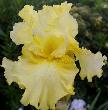 Spirit of Fiji - reblooming tall bearded Iris