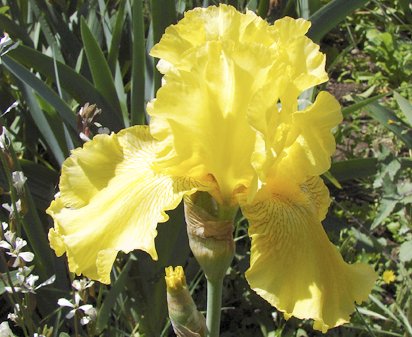Spirit of Memphis - reblooming tall bearded Iris