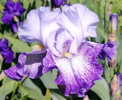 Splashacata - tall bearded Iris