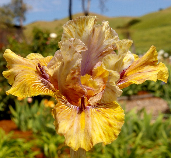 Splat - fragrant Intermediate bearded Iris