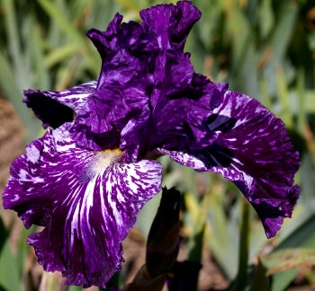 Splatter Matter - fragrant tall bearded Iris
