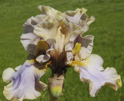 Spring Jade - Tall bearded Iris
