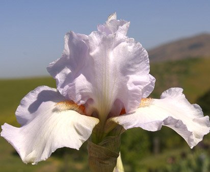 Spring Pastel - fragrant border bearded Iris