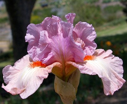 Spring Tidings - tall bearded Iris