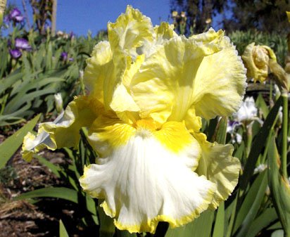 Spuds and Butter - tall bearded Iris