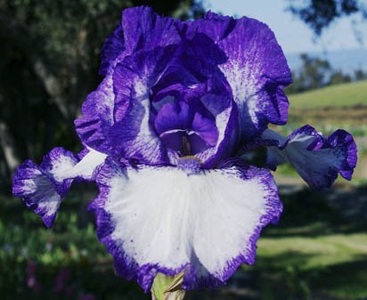 Square Dance - tall bearded Iris