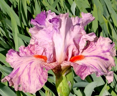 Squid Squirt - fragrant tall bearded Iris