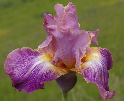 Stage Lights - tall bearded Iris
