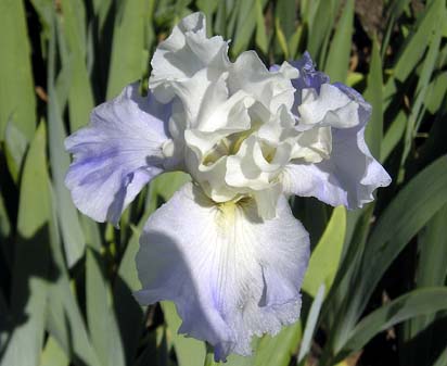 Stairway to Heaven - fragrant reblooming tall bearded Iris