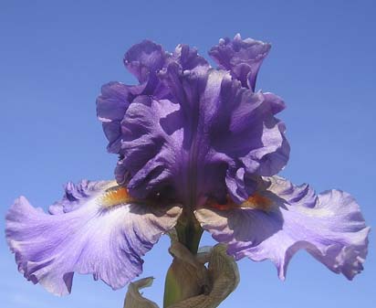 Star Fleet - reblooming tall bearded Iris