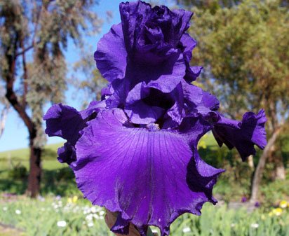 Star Master - reblooming tall bearded Iris