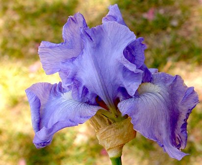 Star Sailor - reblooming tall bearded Iris