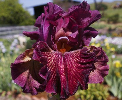Star Surge - fragrant tall bearded Iris