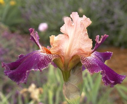 Stardock - fragrant reblooming tall bearded Iris
