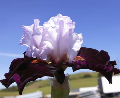 Starring - tall bearded Iris