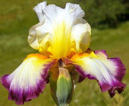 Starship Enterprise - tall bearded Iris