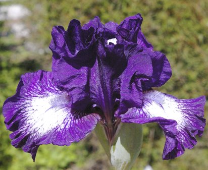 Starwoman - fragrant Intermediate bearded Iris