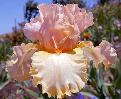 Status Seeker - tall bearded Iris