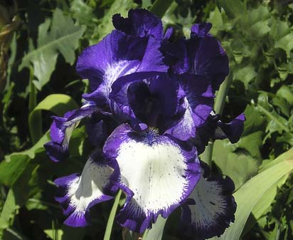 Stepping Out - reblooming tall bearded Iris