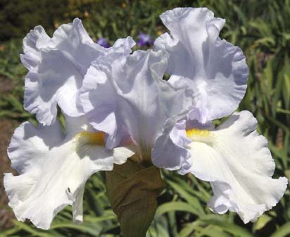 Sterling Cloud - tall bearded Iris