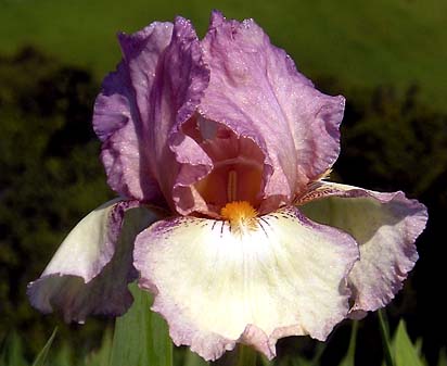 Sterling Mistress - tall bearded Iris