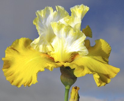 Street Talk - reblooming tall bearded Iris