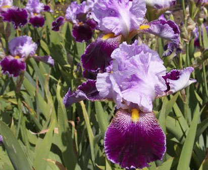 Street Walker - tall bearded Iris