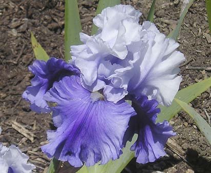 Strictly Ballroom - fragrant reblooming tall bearded Iris