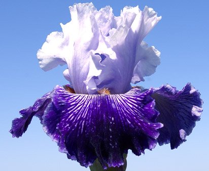 Strictly Jazz - tall bearded Iris