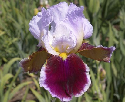 Stunning - tall bearded Iris