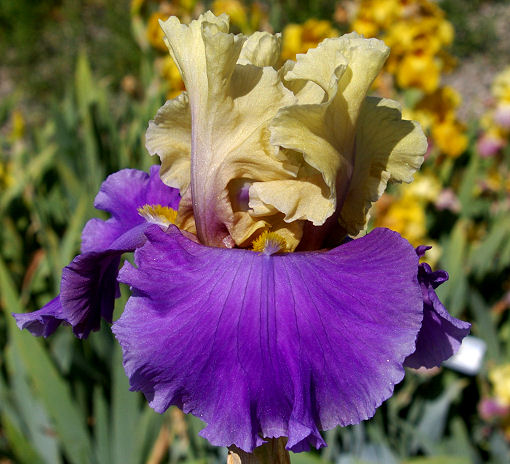 Subtle Beauty - fragrant reblooming tall bearded Iris