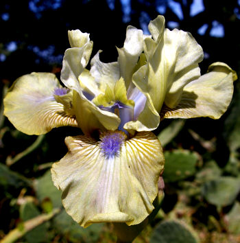 Sue Zee - Intermediate bearded Iris