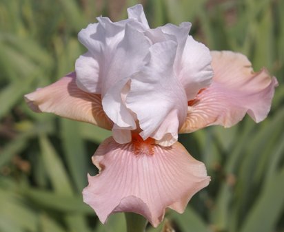 Sugar Magnolia - tall bearded Iris