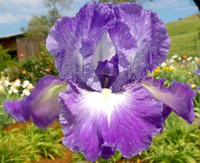 Suky - fragrant reblooming tall bearded Iris