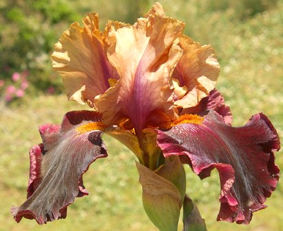 Sultan's Daughter - fragrant tall bearded Iris