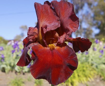 Sultan's Palace - reblooming tall bearded Iris