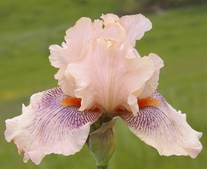 Sultry Lady - fragrant tall bearded Iris
