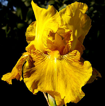 Summer Honey - reblooming tall bearded Iris