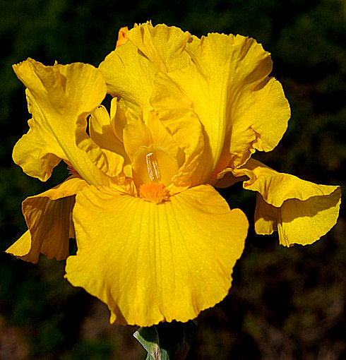 Summer Radiance - fragrant tall bearded Iris