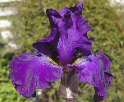 Summer Wine NOID - tall bearded Iris