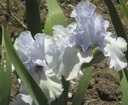 Summertime Blues - fragrant reblooming tall bearded Iris