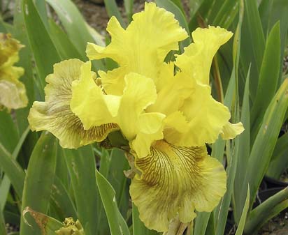 Sun Beige - tall bearded Iris